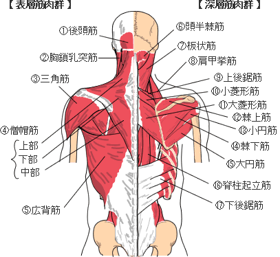 背部の筋肉系（浅部、深部）